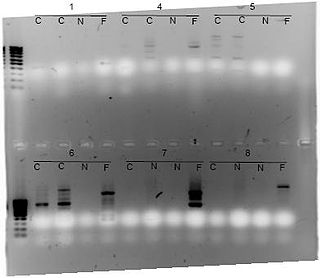 <span class="mw-page-title-main">Random amplification of polymorphic DNA</span>