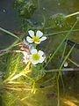 Ranunculus aquatilis