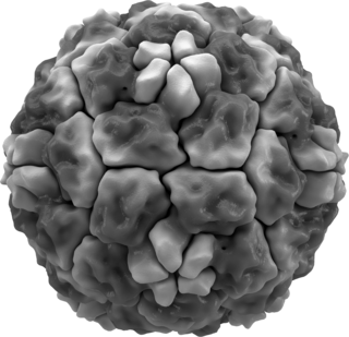 <span class="mw-page-title-main">Rhinovirus</span> Genus of viruses (Enterovirus)