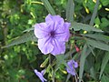 Ruellia simplex close-up