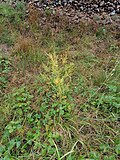 Thumbnail for File:Ruhland, westlicher Bahndammweg, Spargel an der Böschung, Herbst, 03.jpg