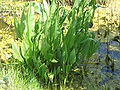 Rumex hydrolapathum