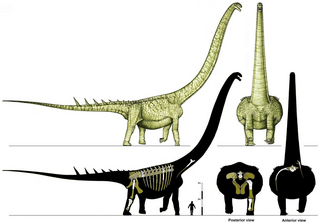 <i>Ruyangosaurus</i> genus of reptiles (fossil)