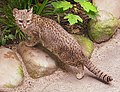 Thumbnail for Geoffroy's cat