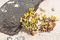 Senecio leucanthemifolius