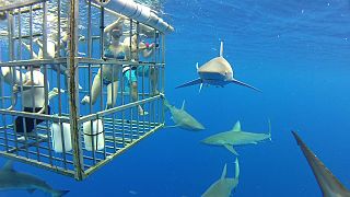 <span class="mw-page-title-main">Shark cage diving</span> Diving inside a protective cage to observe sharks in the wild