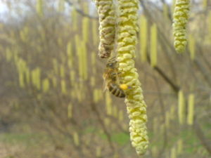 Bee is collectin pollen.