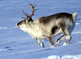 Svalbard rénszarvas (R. tarandus platyrhynchus)