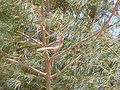 Palmtaube Laughing Dove