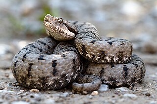 <i>Vipera</i> Genus of snakes