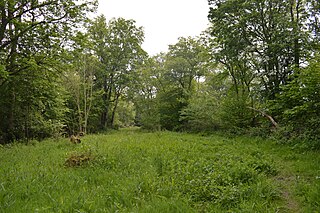 <span class="mw-page-title-main">West Wood, Little Sampford</span>