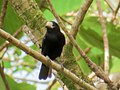 Thumbnail for White-fronted tit