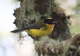 <span class="mw-page-title-main">Yellow-crowned whitestart</span> Species of bird