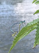 Demoiselle