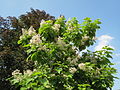 Catalpa bignonioides