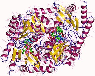 <span class="mw-page-title-main">Aminolevulinic acid synthase</span> Class of enzymes