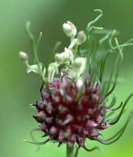 <i>Allium vineale</i> Species of flowering plant