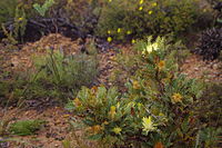 Banksia armata