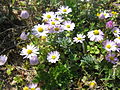 Annual daisy (Bellis annua)