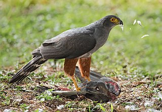 <span class="mw-page-title-main">Bicolored hawk</span> Species of bird