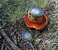 Cut mushroom (Neoboletus luridiformis) revealing blue flesh