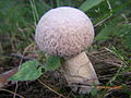 photo de Boletus reticuloceps