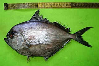 <i>Brama dussumieri</i> Species of fish