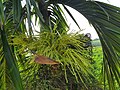 New buds of Areca catechu