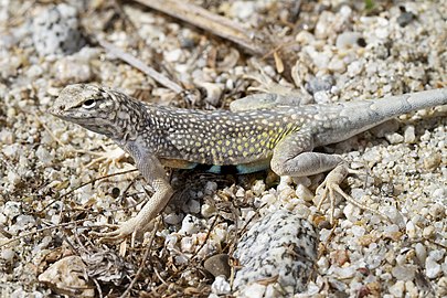 Callisaurus draconoides in Los Cabos, Mexico