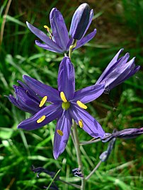 Camassia quamash 07017.JPG