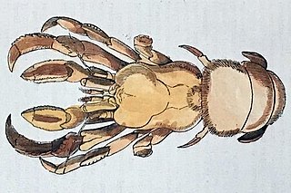 <i>Cancellus</i> (crustacean) Genus of crustaceans