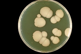 Candida albicans, выращенная на агаре