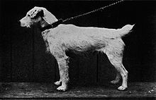 Carlisle Tack, a Fox terrier born in 1884, who was owned by John Russell. Carlisle Tack.jpg