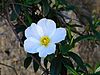 Cistus May 2014-7.jpg