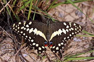 <i>Papilio demodocus</i> Species of butterfly