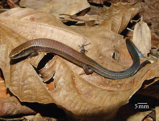 <i>Colobodactylus</i> Genus of lizards