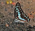 Common bluebottle