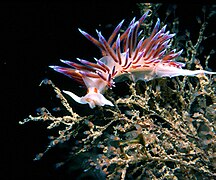 Cratena peregrina, un Nudibranchia