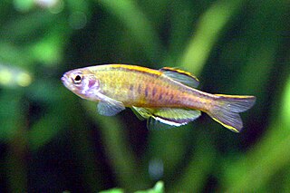 <span class="mw-page-title-main">Glowlight danio</span> Species of fish