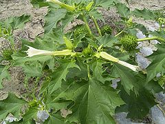 Datura stramonium.