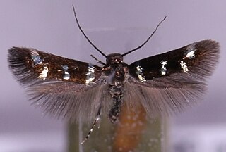 <i>Elachista geminatella</i> Species of moth