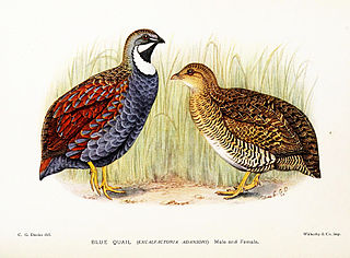 <span class="mw-page-title-main">Blue quail</span> Species of bird