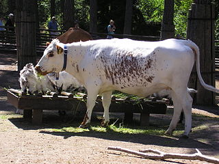 <span class="mw-page-title-main">Fjäll</span> Breed of cattle