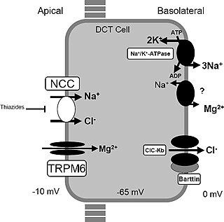 <span class="mw-page-title-main">Gitelman syndrome</span> Medical condition