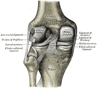 <span class="mw-page-title-main">Posterior cruciate ligament injury</span> Medical condition