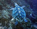 Hawksbill turtle