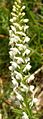 Gymnadenia odoratissima white colour Austria - Tannheimer Berge