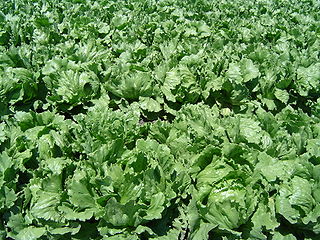 <span class="mw-page-title-main">Lettuce</span> Species of annual plant of the daisy family, most often grown as a leaf vegetable