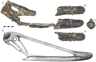 <i>Istiodactylus</i> Genus of istiodactylid pterosaur from the Early Cretaceous