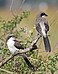 37 Commons:Picture of the Year/2011/R1/Adult Long-tailed fiscal.jpg